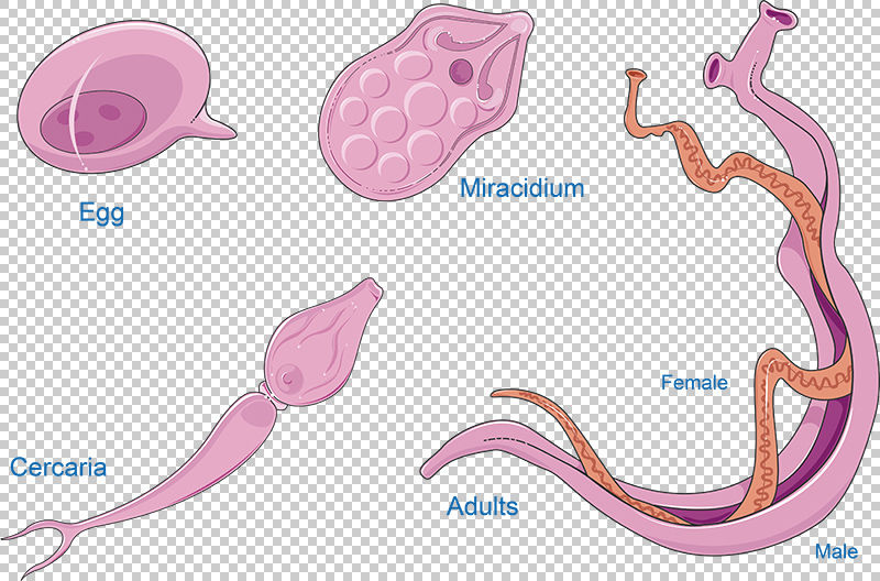 Schisotoma Mansoni Bilharzie Vector Scientific Illustration