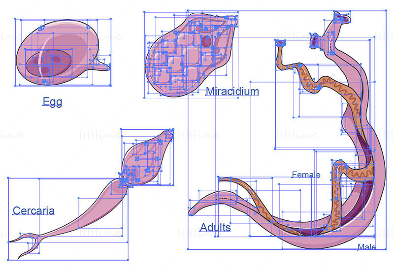 Schisotoma Mansoni (Bilharzie) vector wetenschappelijke illustratie