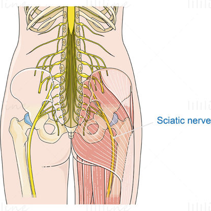 Sciatic nerve vector scientific illustration