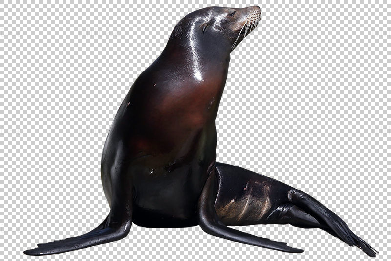 Deniz hayvanı foku png resmi