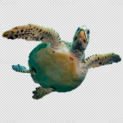 Изглед отдолу на морска костенурка, прозрачен png