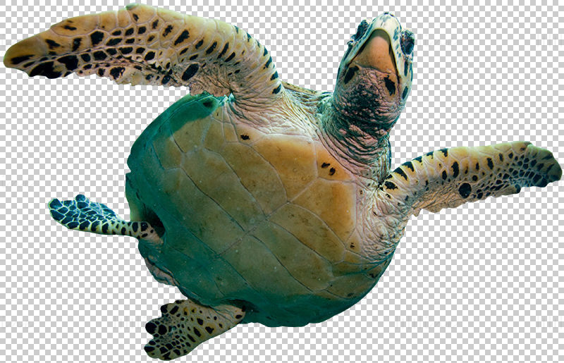 Vista dal basso della tartaruga marina png trasparente