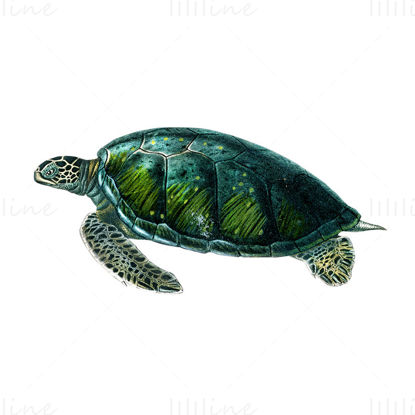 Sea turtle png