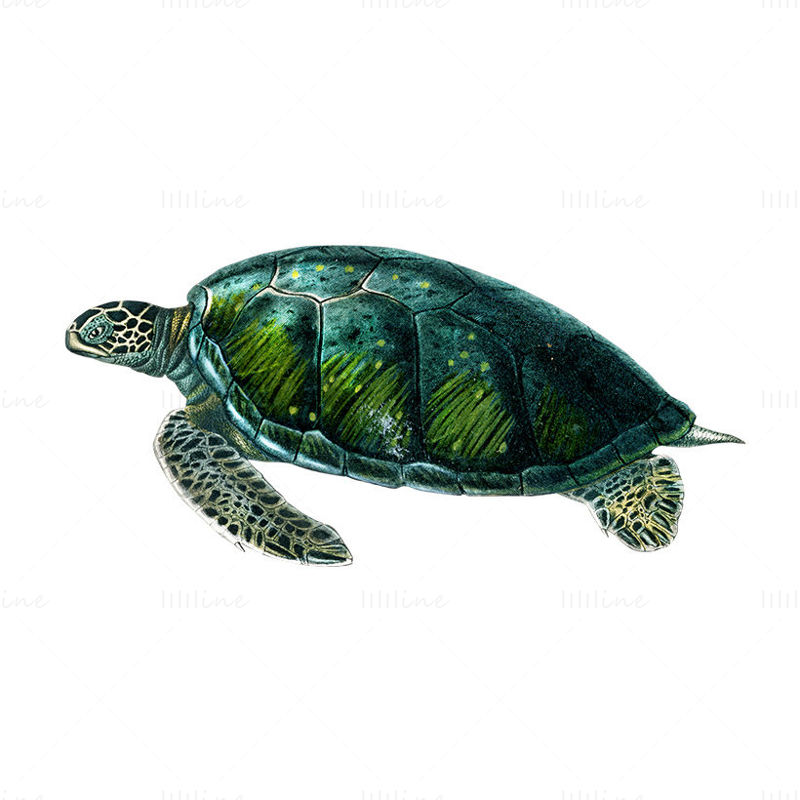 deniz kaplumbağası png