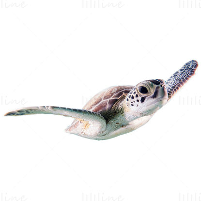 Sea turtle png photo