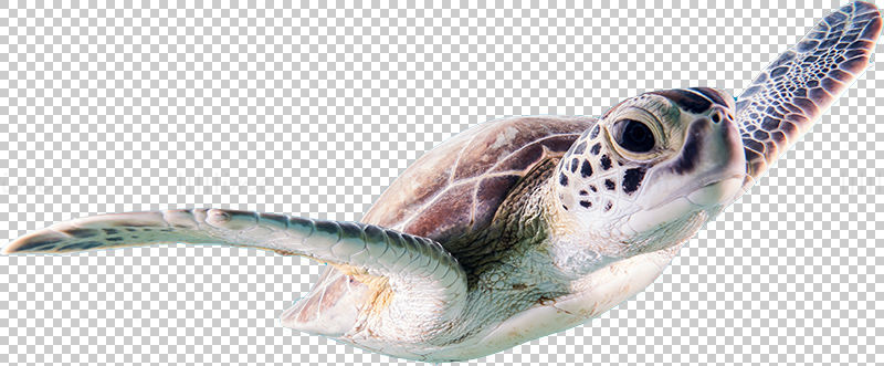 Sea turtle png photo