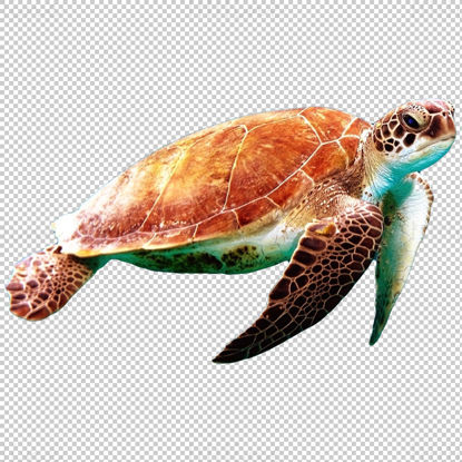 Tengeri teknős átlátszó png