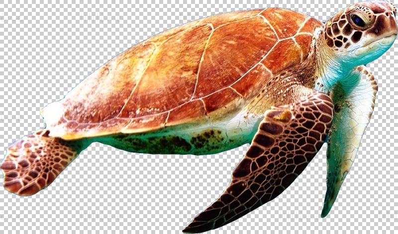Tengeri teknős átlátszó png