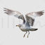 Seagull flying transparent png