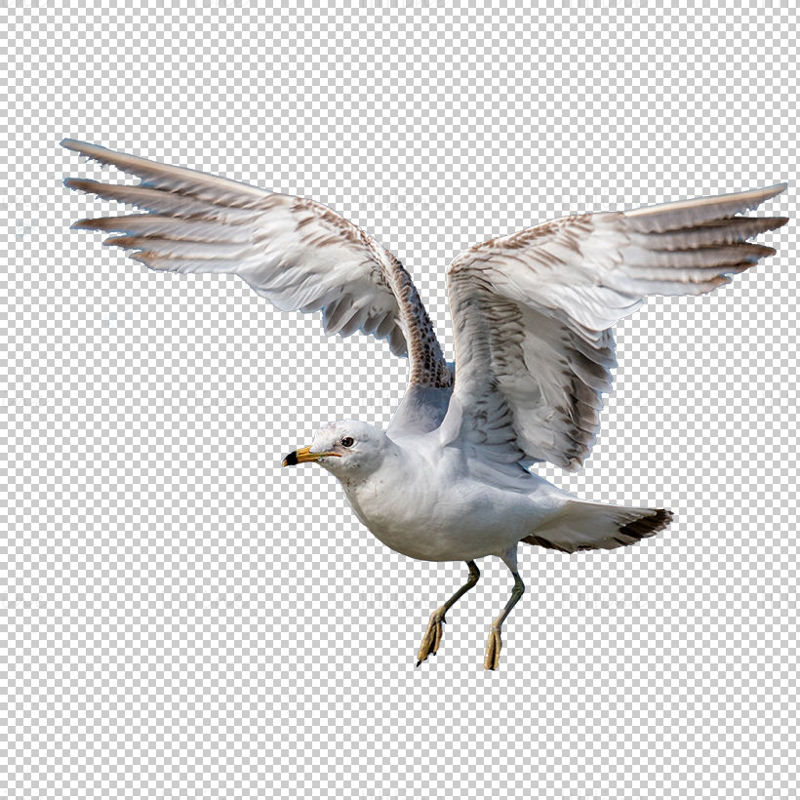 Летяща чайка прозрачен png