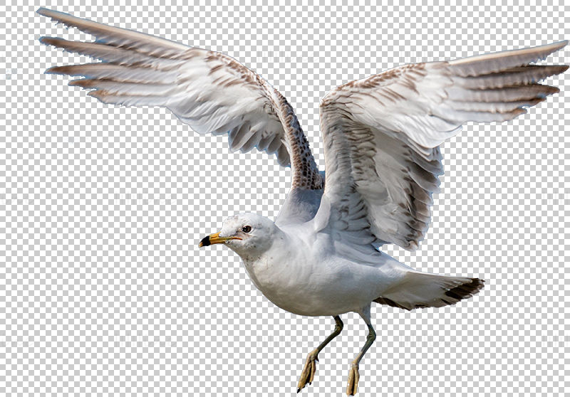 Летяща чайка прозрачен png