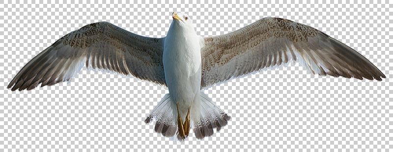 海鸥 PNG