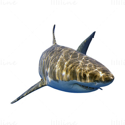 köpekbalığı png