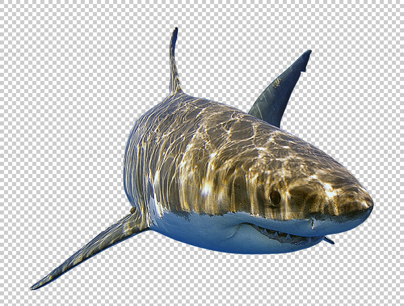 Shark png
