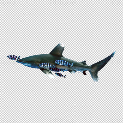 Shark swimming with the fish png