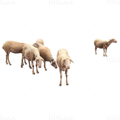 Rebaño de ovejas png
