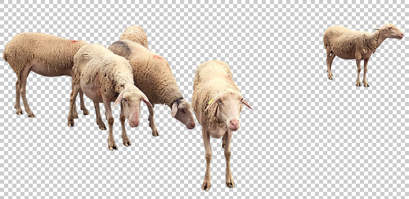 Sheep herd png