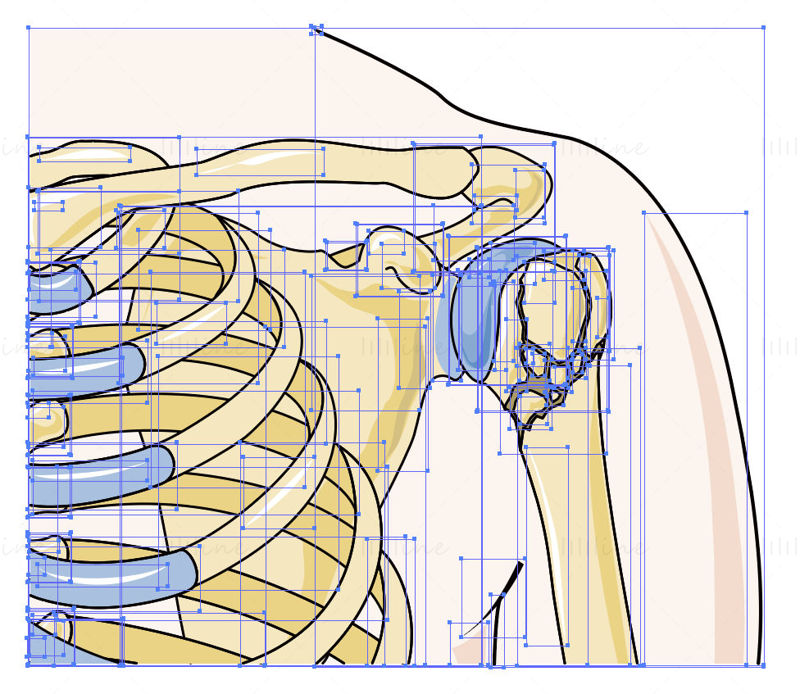 Illustration scientifique de vecteur de fracture de l'épaule