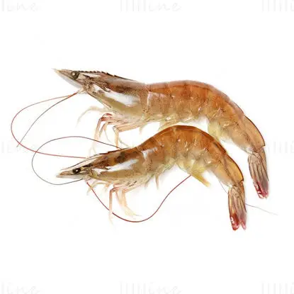 Shrimp photo