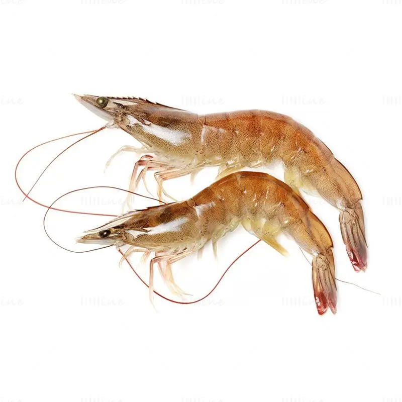 Shrimp photo