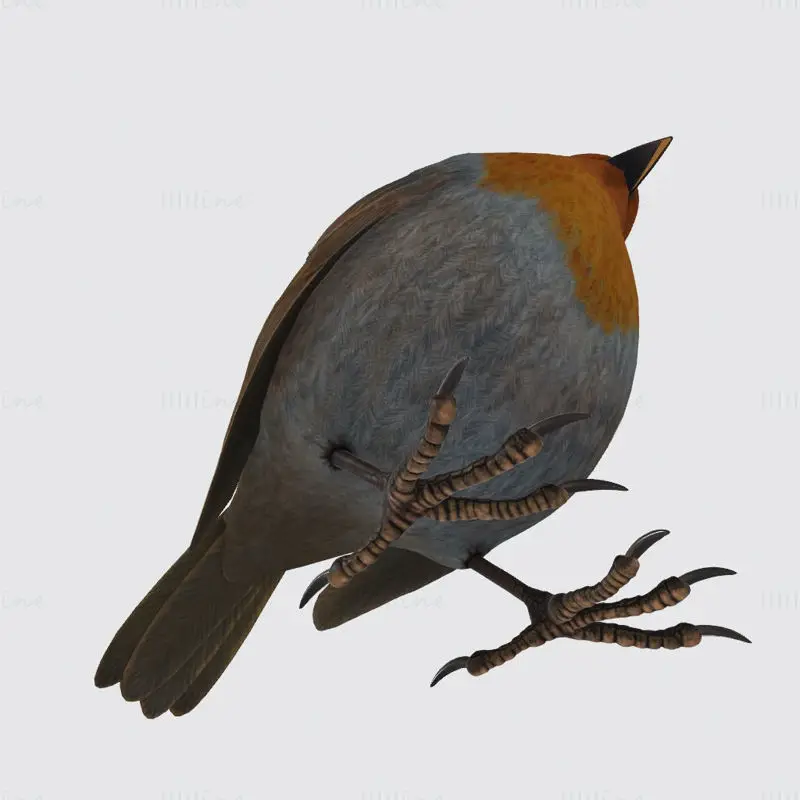 Singender Robin 3D-Druckmodell