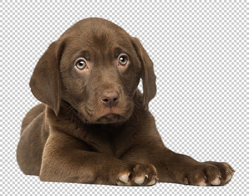 座っている茶色のラブラドールレトリバーの子犬 png