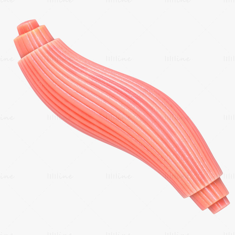 Modelo 3D de anatomía de sección transversal de fibra muscular esquelética
