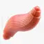Skeletal muscle fiber medical illustration