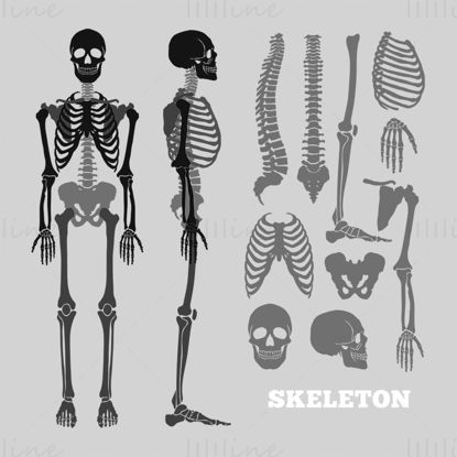 Ilustración de vector de esqueleto