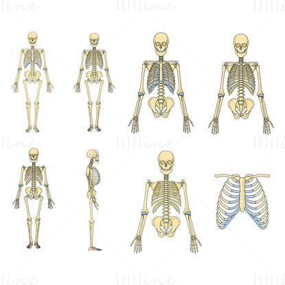 Esqueleto vector ilustração científica