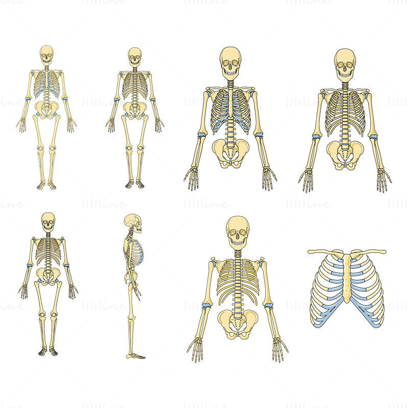Skeleton vector scientific illustration