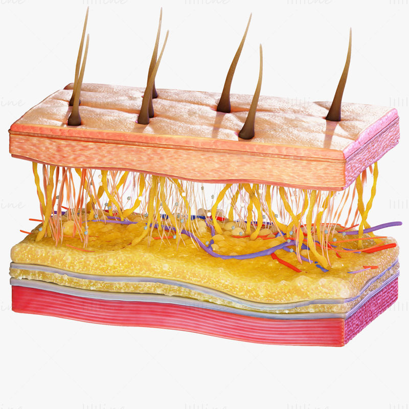 نموذج ثلاثي الأبعاد لمقطع عرض الجلد