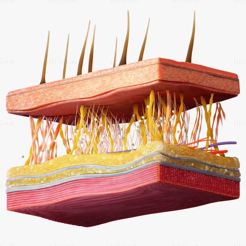 نموذج ثلاثي الأبعاد لمقطع عرض الجلد