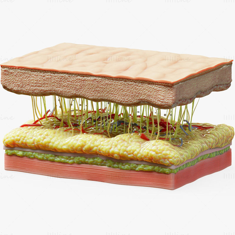 Doorsnede huidstructuur 3D-model C4D STL OBJ 3DS