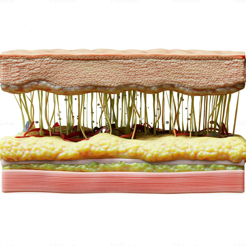 Структура на кожата Напречен разрез 3D модел C4D STL OBJ 3DS
