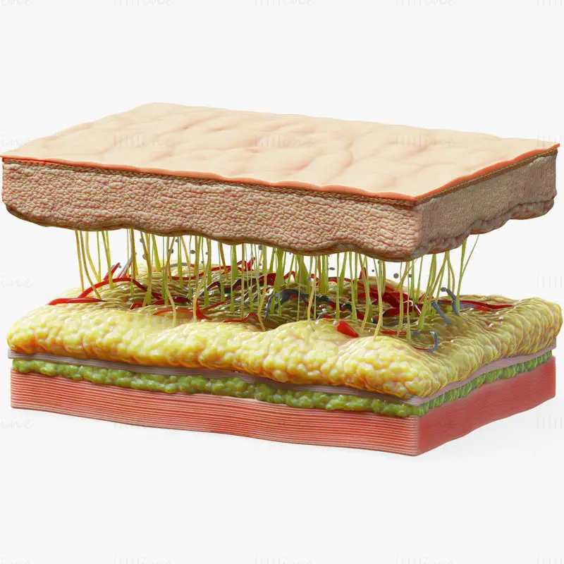 Микрофотография структуры кожи медицинская иллюстрация