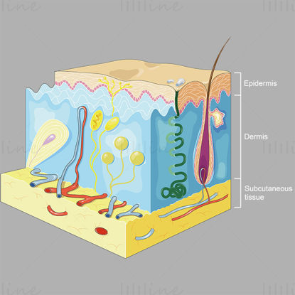 Vektor mikrostruktury kožní tkáně