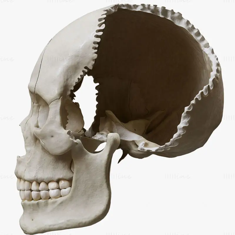 Medische illustratie van de interne structuur van de schedel