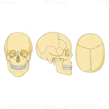 Skulls vector scientific illustration