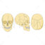 Skulls vector scientific illustration