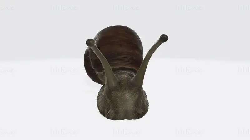 Sluggish Snail 3D Print Model