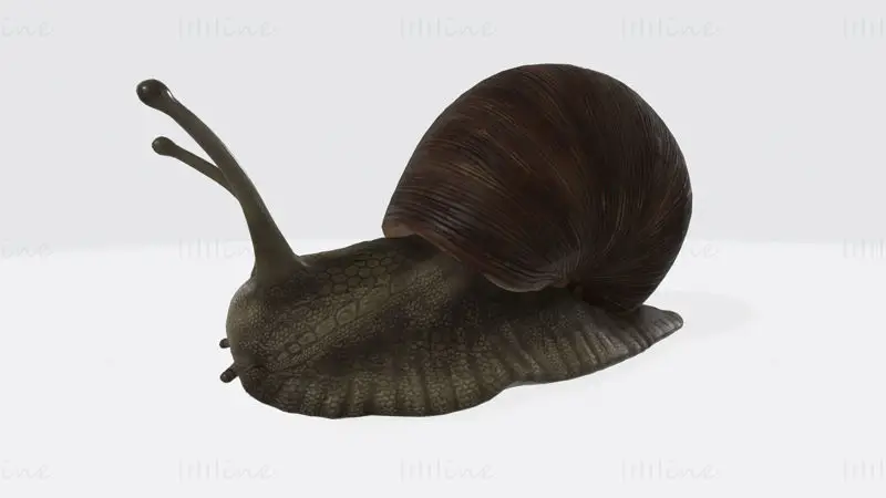 Sluggish Snail 3D Print Model