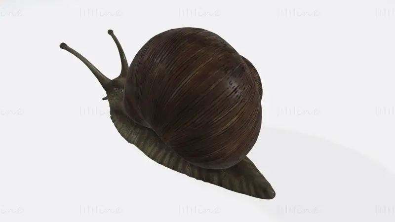 Sluggish Snail 3D Print Model