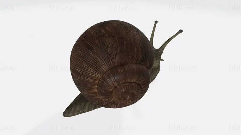 Sluggish Snail 3D Print Model