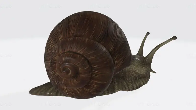 Sluggish Snail 3D Print Model