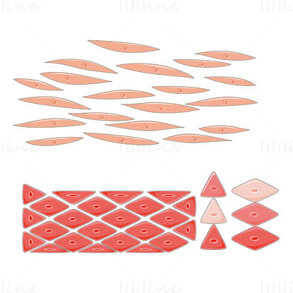 Smooth muscle cells vector