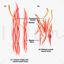 Smooth Muscle Medical Anatomy 3D model
