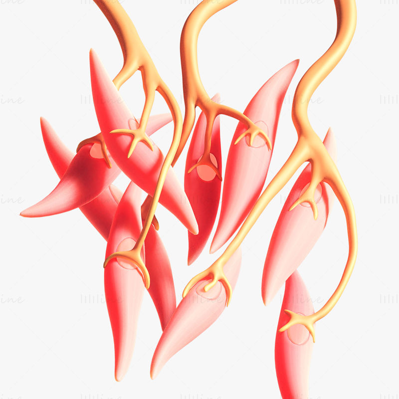 Anatomie médicale des muscles lisses modèle 3D
