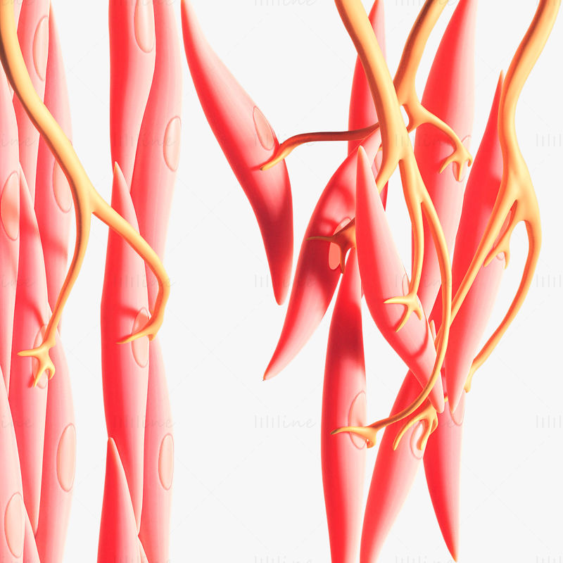 نموذج 3D التشريح الطبي للعضلات الملساء