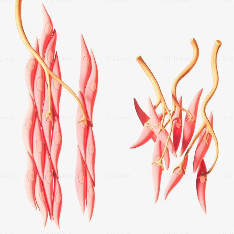 Smooth Muscle Medical Anatomy 3D model